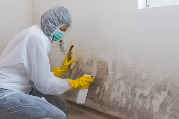 Best Commercial Mold Removal  in Elgin, OR