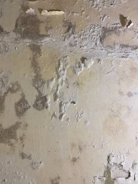 Best Toxic Mold Removal  in Elgin, OR