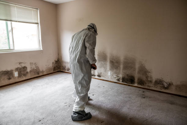 Mold Removal and Inspection in Elgin, OR
