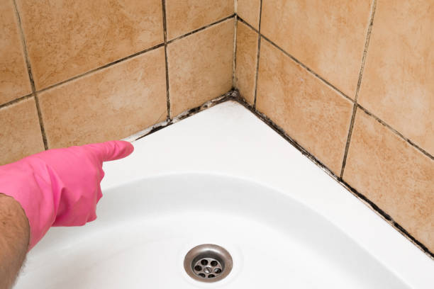 Mold Testing and Removal in Elgin, OR