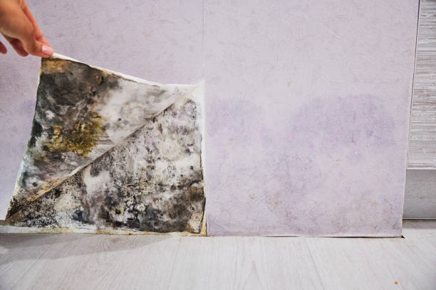 Attic Mold Removal in Elgin, OR